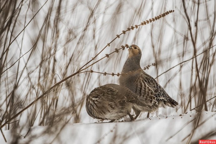 Болотная куропатка