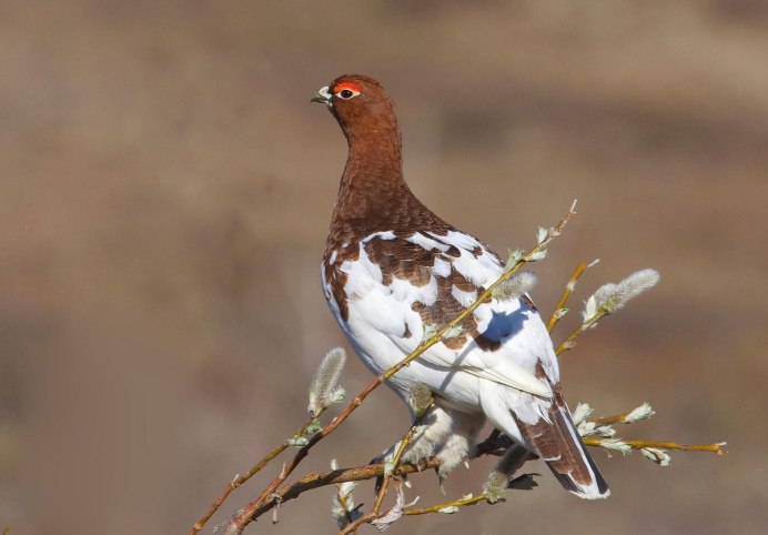 Куропатка Лапландский заповедник