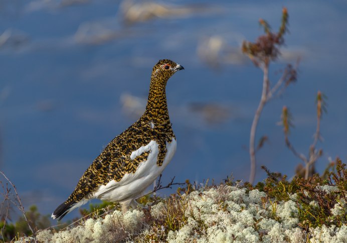Болотная куропатка