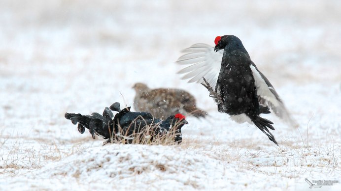Перепёлка зимует ?