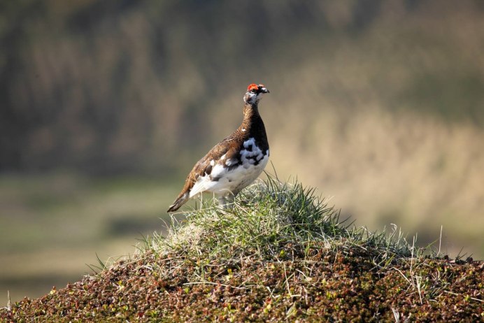 Шотландская куропатка