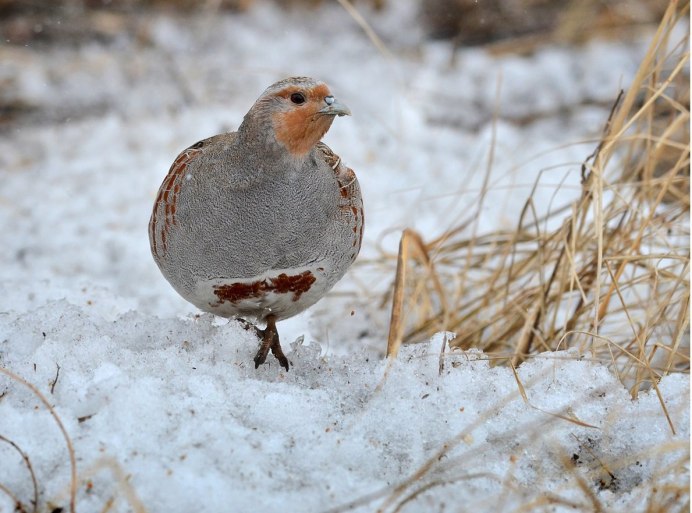 Куропатка обыкновенная
