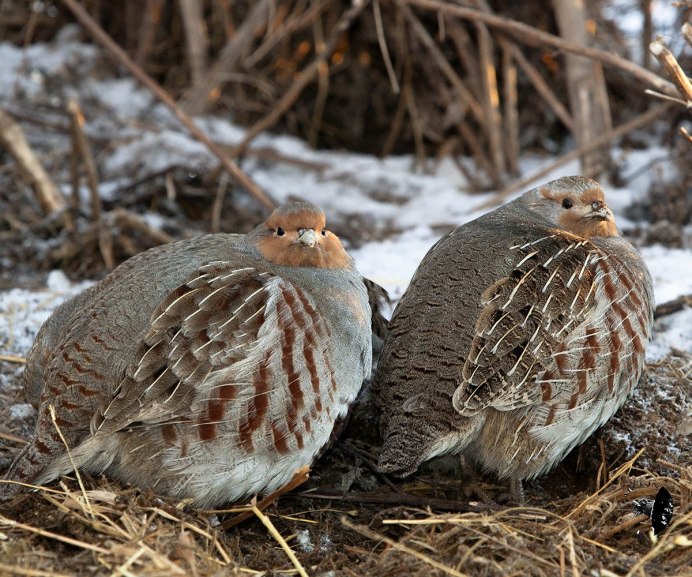 Белая куропатка (lagopus lagopus)