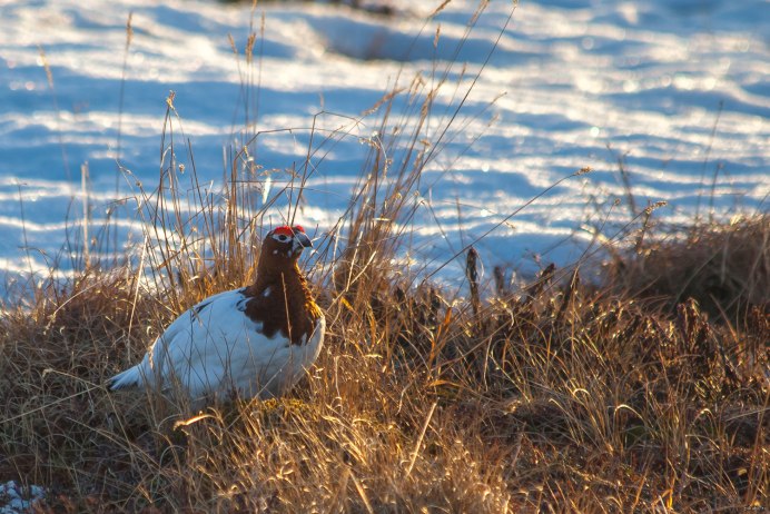 Куропатки охота Лискинский район