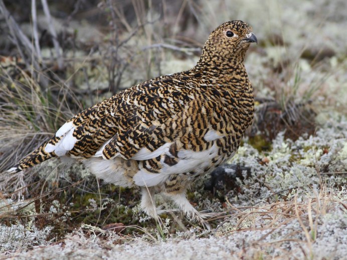 Тундровая куропатка