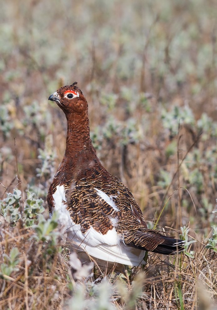 Куропатка птица самка