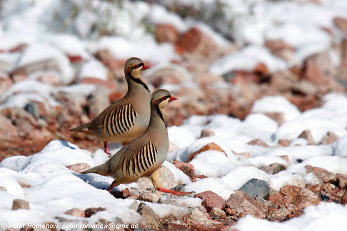 Тундряная куропатка