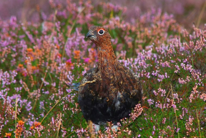 Вереск птица