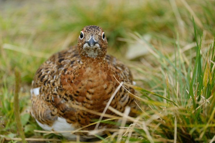 Куропатки в Татарстане