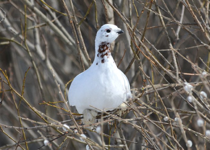 Стая куропаток