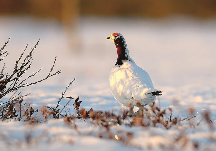 Тундровая куропатка