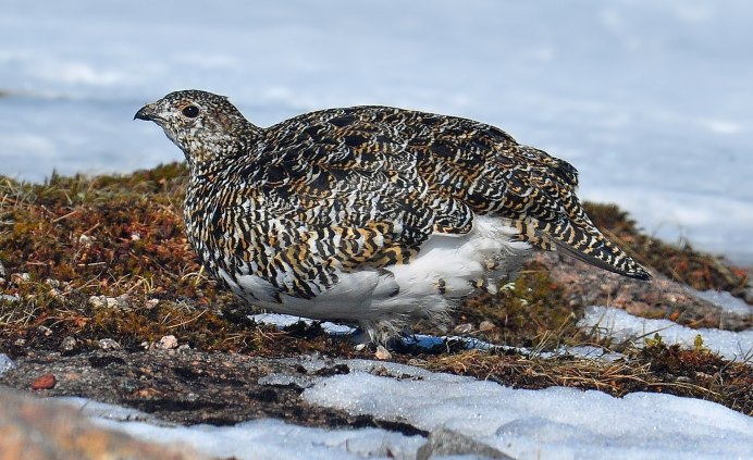 Белая куропатка маскировка
