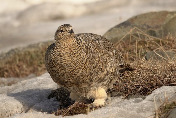 Стая куропаток