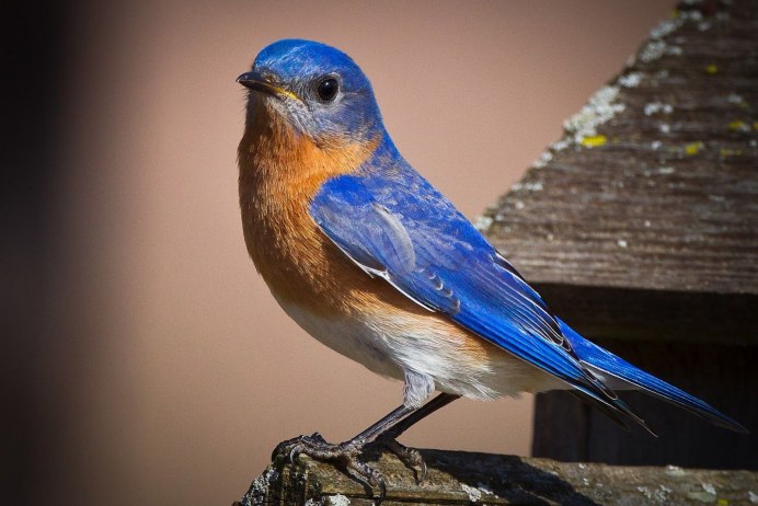 Голубые сороки (Cyanopica Cyana)