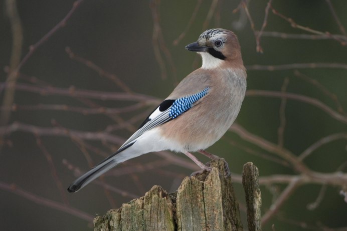 Cyanerpes caeruleus