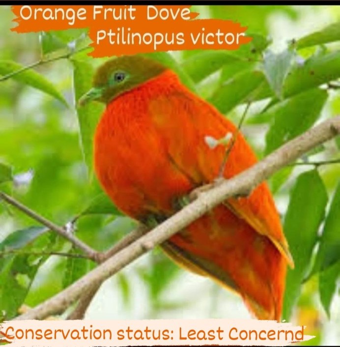 Ptilinopus Victor