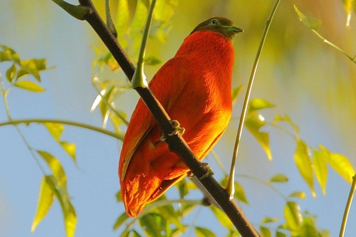Ptilinopus Victor
