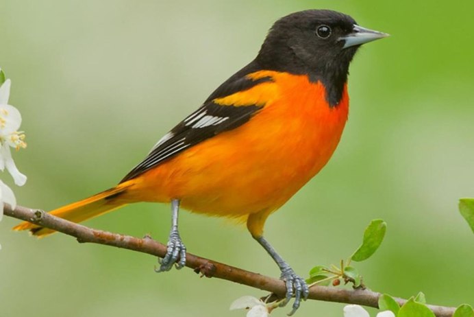 Baltimore Orioles птица