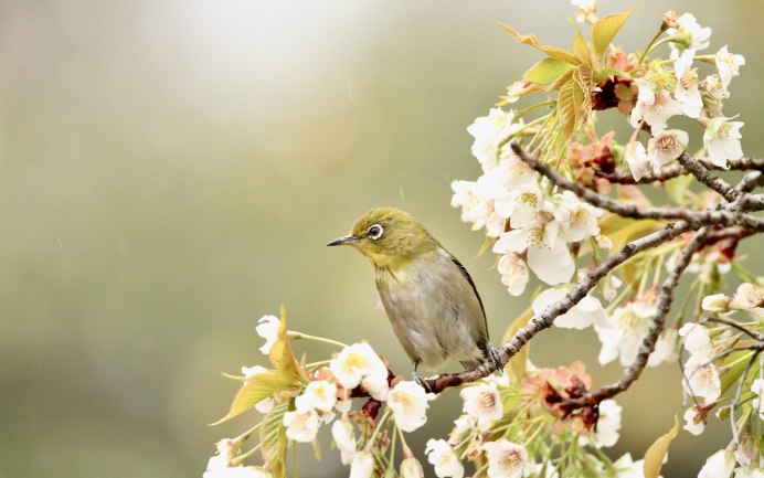 Булбул Соловей