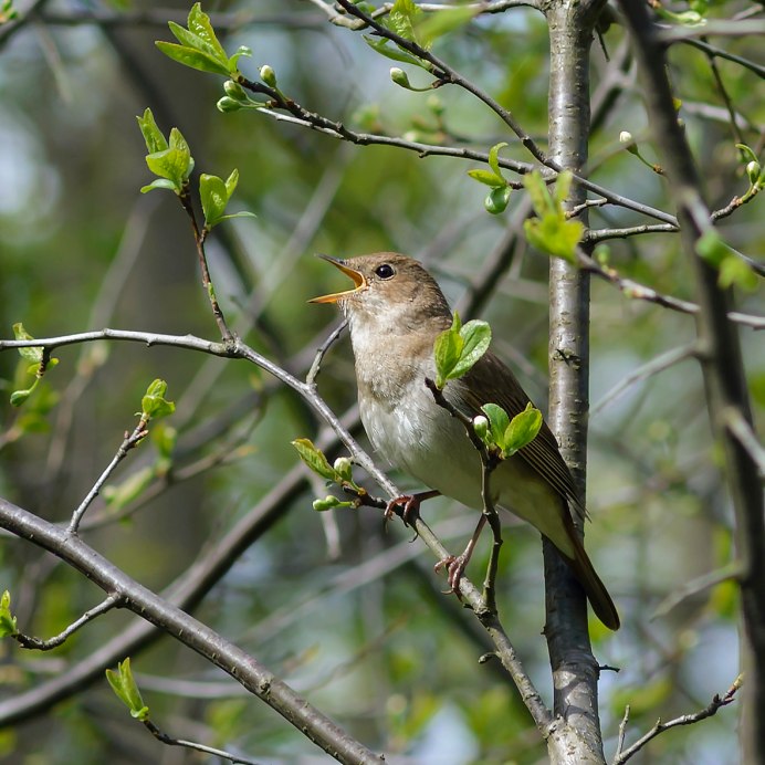 Птицы в весеннем лесу