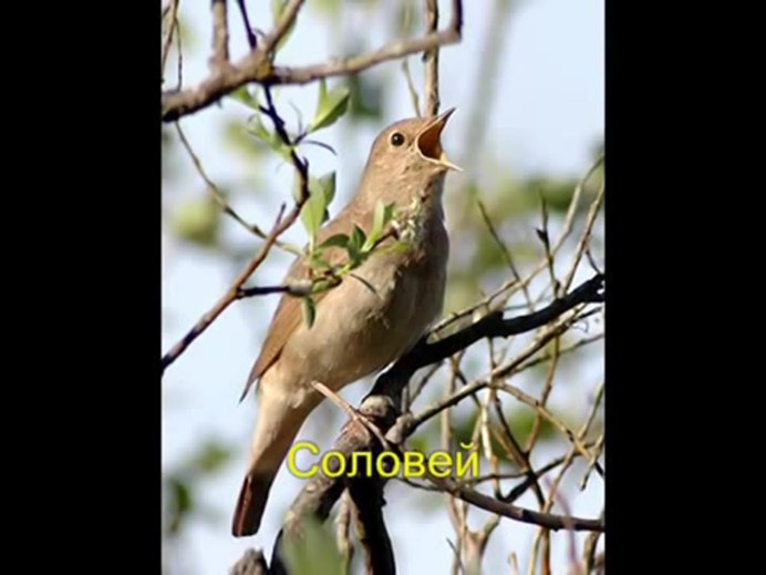 Птица на цветущей ветке