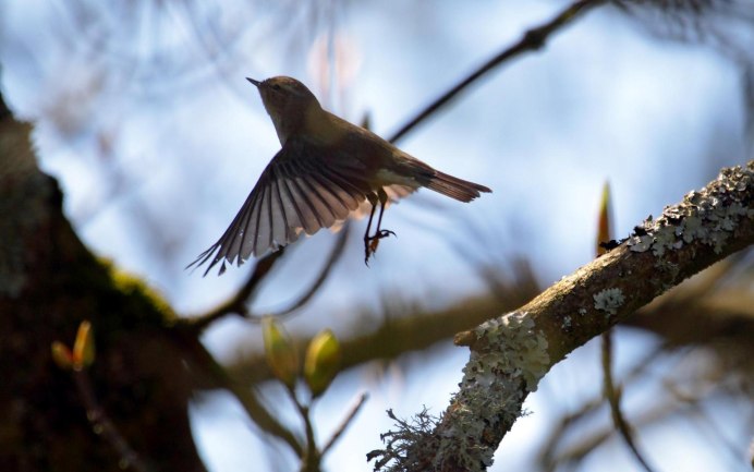 Курский Соловей