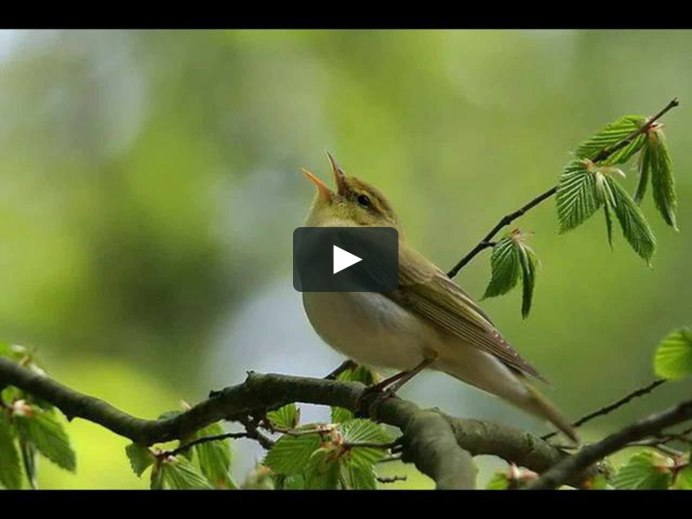 Соловей в лесу