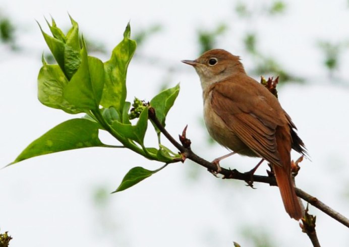 Соловей в природе