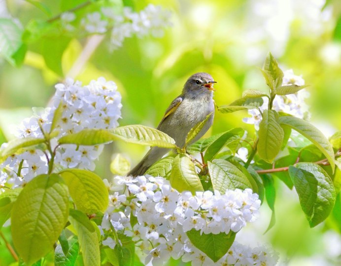 Красивый Соловей