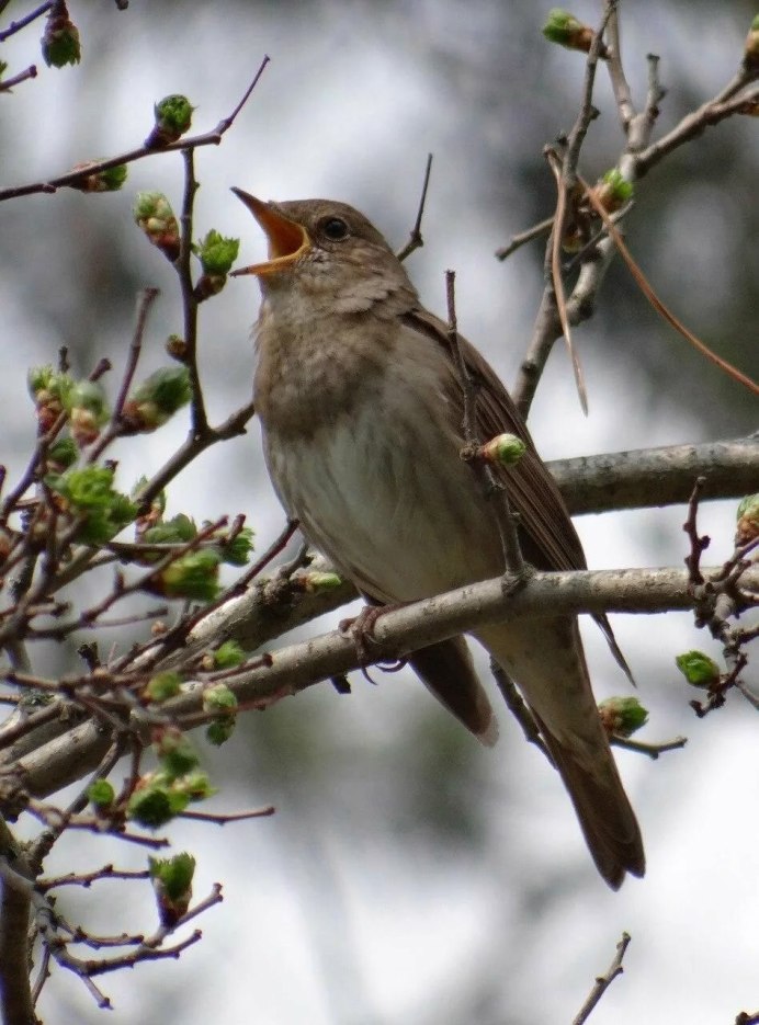 Весна птицы