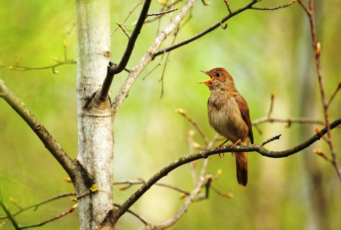 Соловей в черемухе
