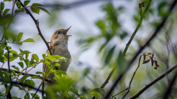 Певчие птицы Соловей