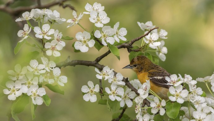 Птица Весенняя пеночка
