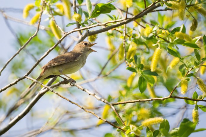 Соловей весной
