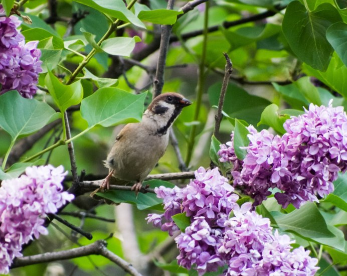 Соловей в роще