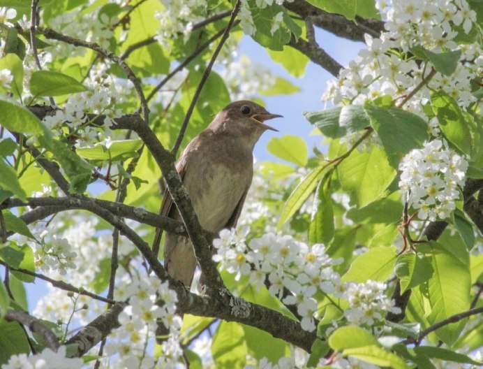 Соловей поет