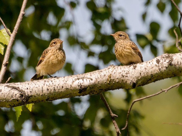 Птицы в весеннем лесу