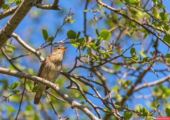 Сибирский Соловей птица