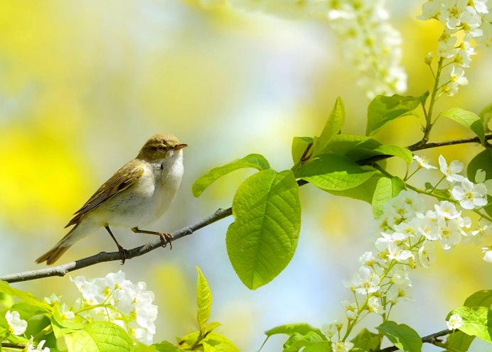 Соловьиная роща Соловей