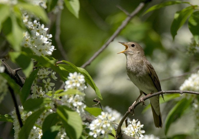 Певчие птицы Соловей