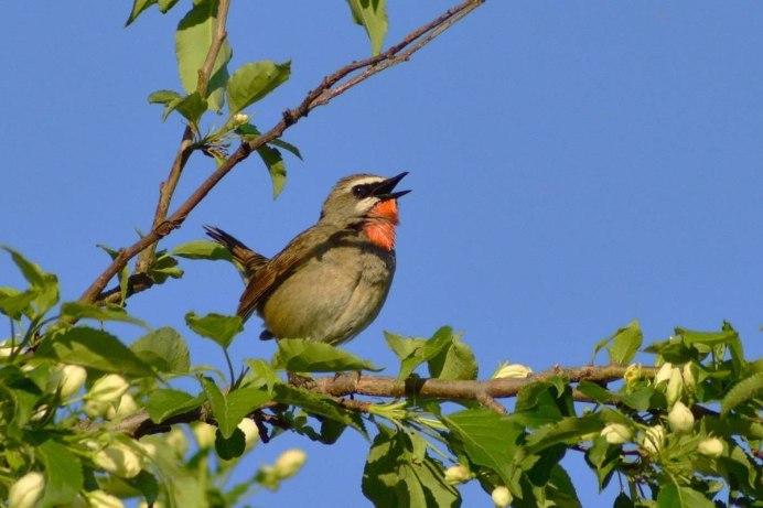 Птицы в цветущем саду