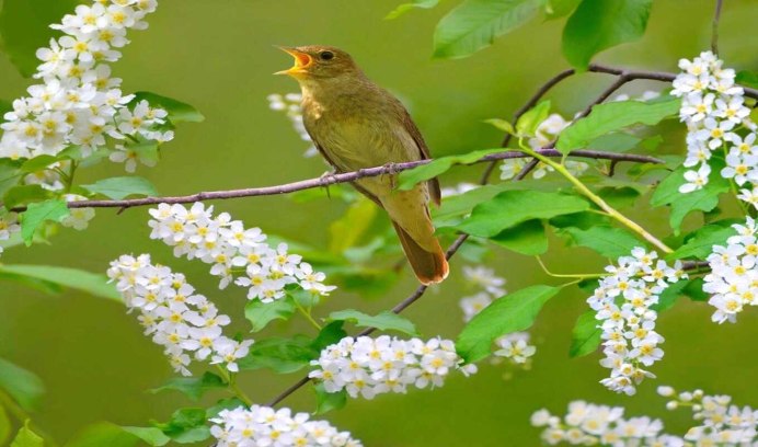 Природа птички