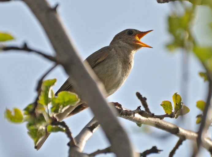 Соловей на ветке