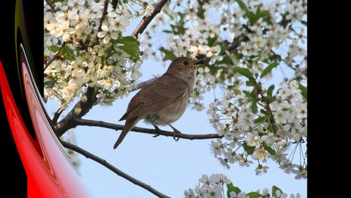 Соловей на веточке