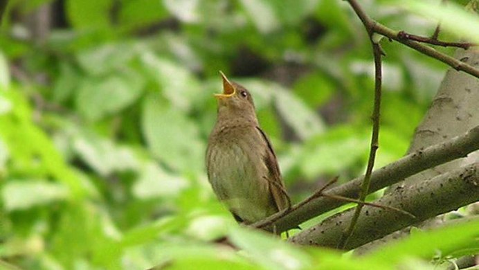 Дельвиг Соловей