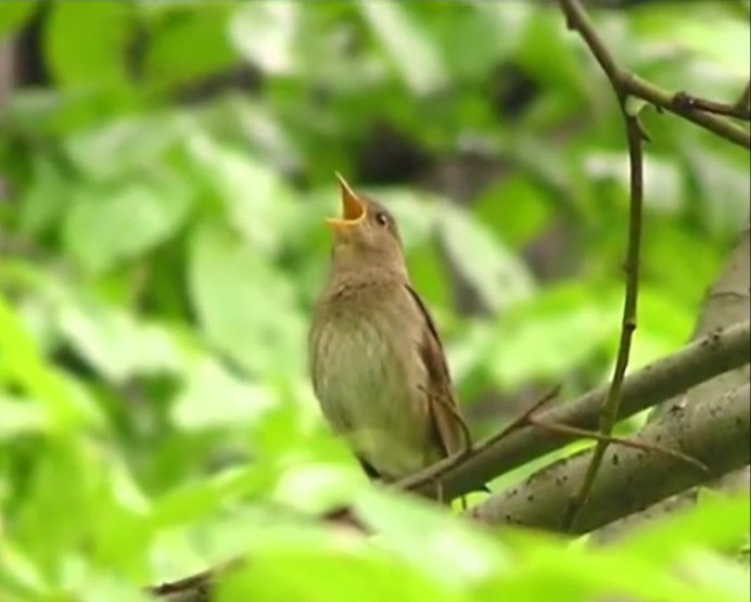 Соловей летом