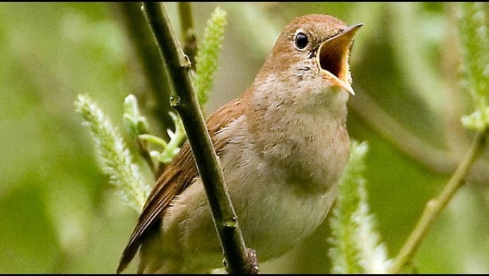 Птицы весной в лесу