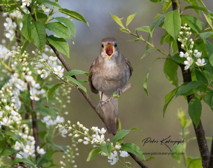 Птицы в весеннем лесу