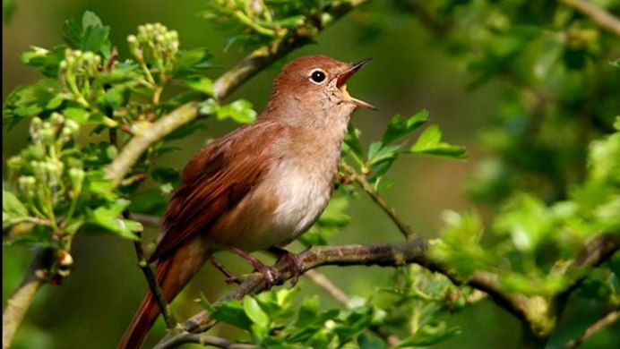Певчие птицы в лесу