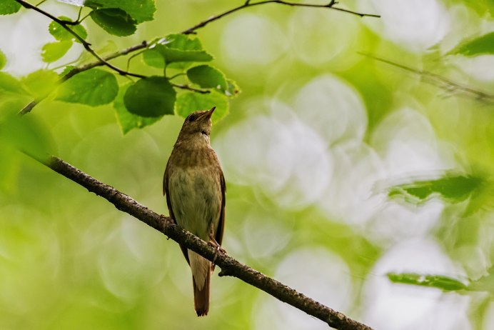 Пеночка Зяблик Сойка